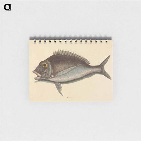 アートメモ帳-The Porgy
 - マーク ケイツビー Memo.