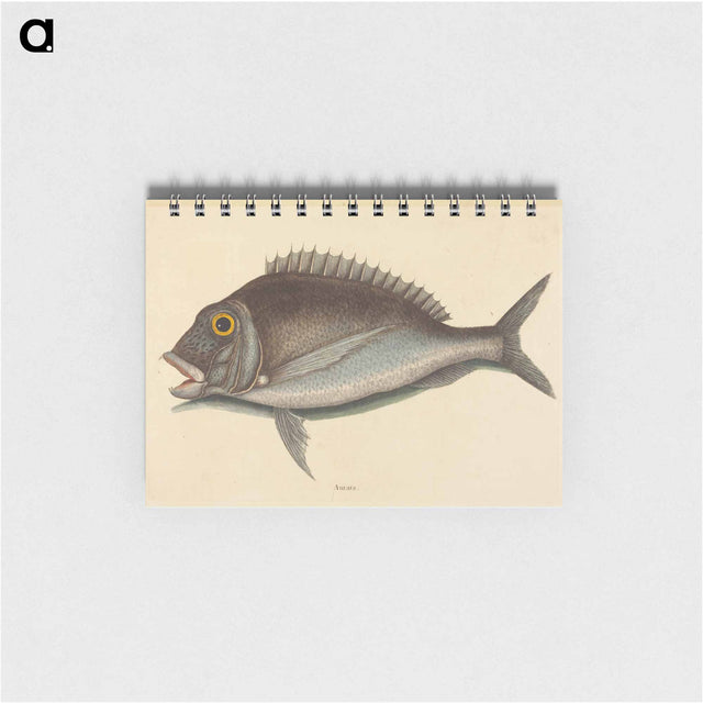 アートメモ帳-The Porgy
 - マーク ケイツビー Memo.