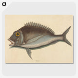2-2_Mark-Catesby_picture-crop