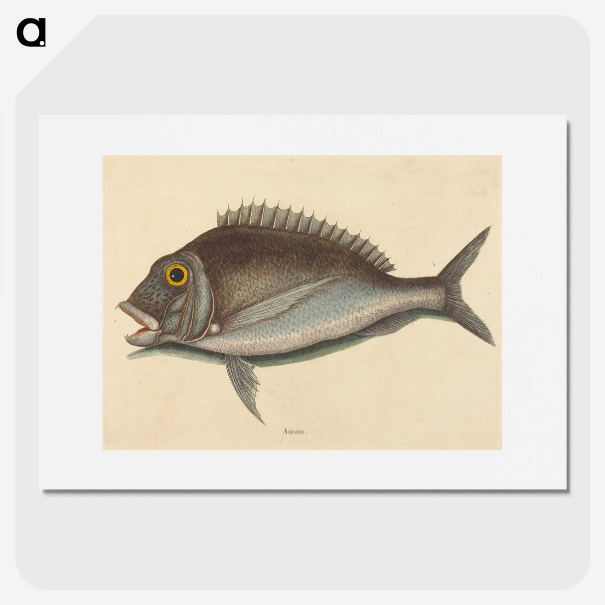 2-2_Mark-Catesby_picture