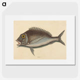 2-2_Mark-Catesby_picture