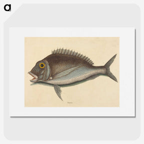2-2_Mark-Catesby_picture
