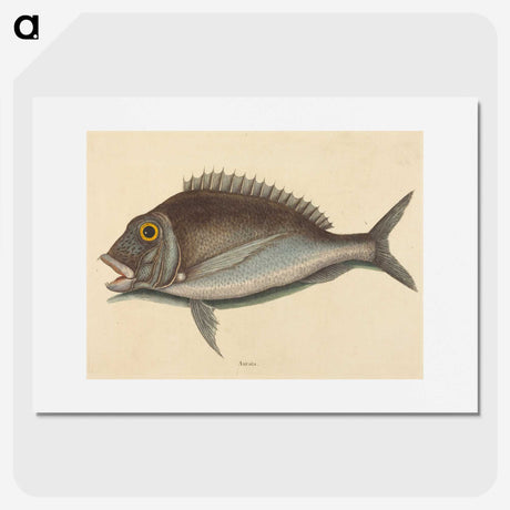 2-2_Mark-Catesby_picture