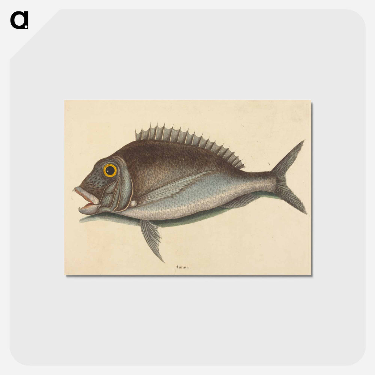 アートポストカード-The Porgy
 - マーク ケイツビー Postcard.