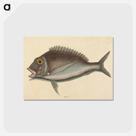 アートポストカード-The Porgy
 - マーク ケイツビー Postcard.