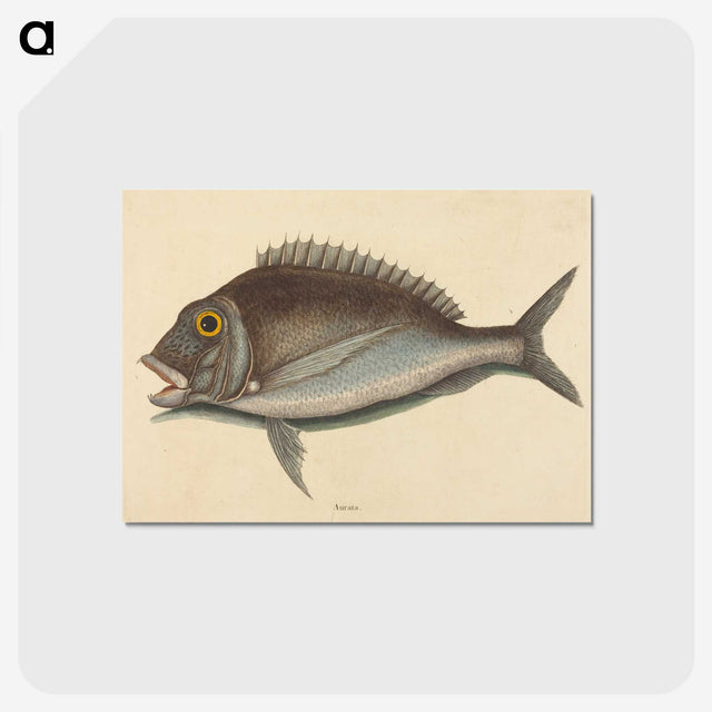 2-2_Mark-Catesby_postcard