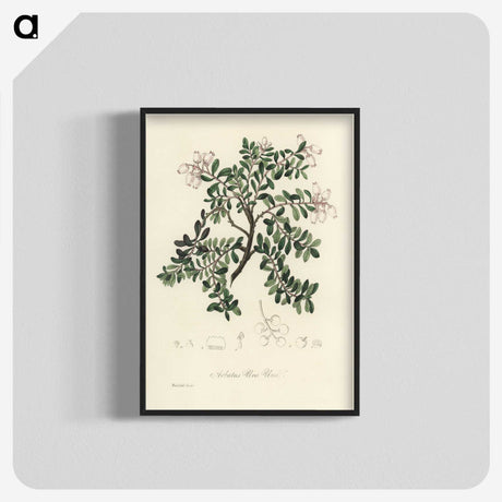 2-2_Medical-Botany_blk-crop
