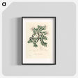 アートポスター-Bearberry Illustration
 - 薬用植物学 Poster.