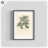 アートポスター-Bearberry Illustration
 - 薬用植物学 Poster.