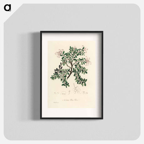 アートポスター-Bearberry Illustration
 - 薬用植物学 Poster.