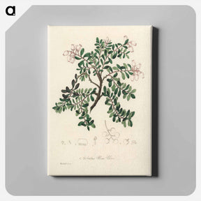 アートパネル-Bearberry Illustration
 - 薬用植物学 Canvas.