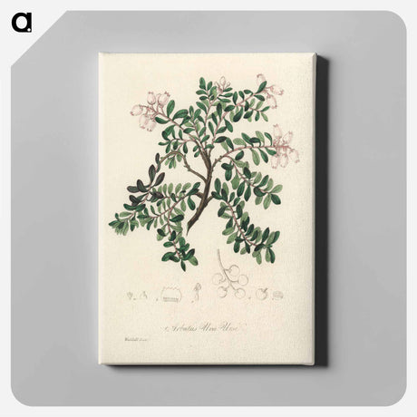 アートパネル-Bearberry Illustration
 - 薬用植物学 Canvas.