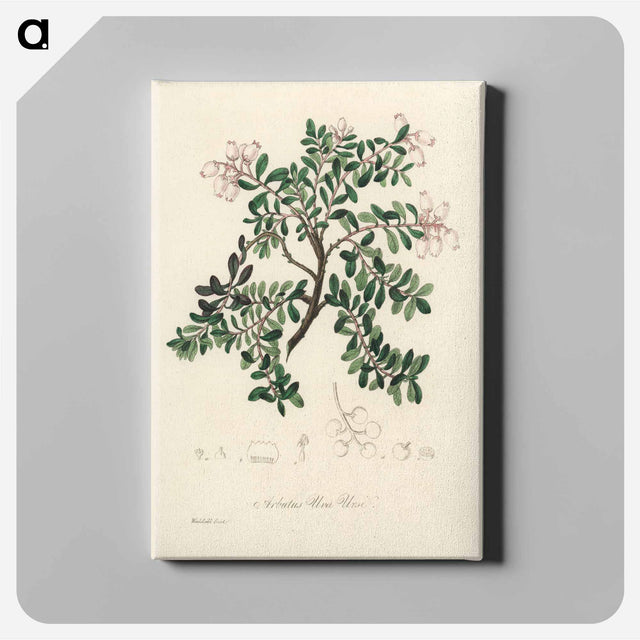 アートパネル-Bearberry Illustration
 - 薬用植物学 Canvas.