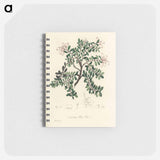 アートメモ帳-Bearberry Illustration
 - 薬用植物学 Memo.