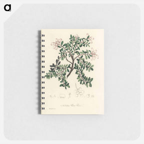 アートメモ帳-Bearberry Illustration
 - 薬用植物学 Memo.