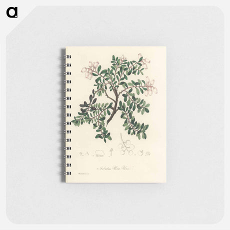 アートメモ帳-Bearberry Illustration
 - 薬用植物学 Memo.