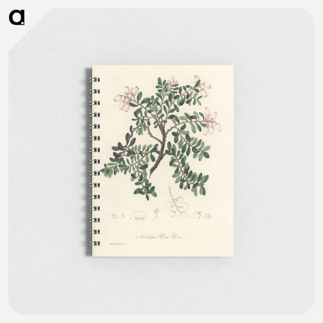 アートメモ帳-Bearberry Illustration
 - 薬用植物学 Memo.