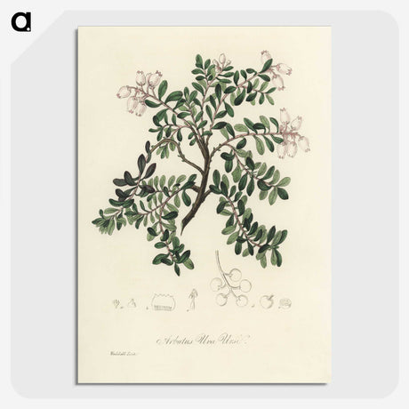2-2_Medical-Botany_picture-crop