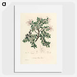 アートポスター-Bearberry Illustration
 - 薬用植物学 Poster.