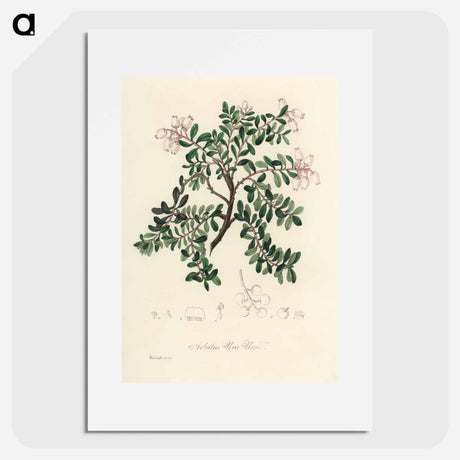 アートポスター-Bearberry Illustration
 - 薬用植物学 Poster.
