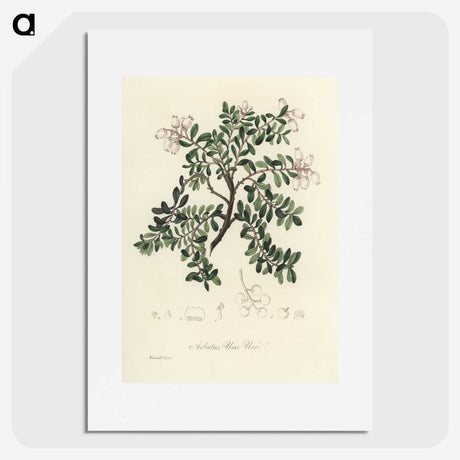 2-2_Medical-Botany_picture