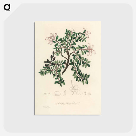 アートポストカード-Bearberry Illustration
 - 薬用植物学 Postcard.