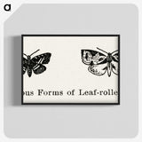 2-2_Moths-and-Butterflies-of-the-United-States_blk-crop
