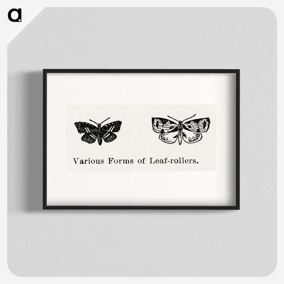 2-2_Moths-and-Butterflies-of-the-United-States_blk