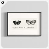 2-2_Moths-and-Butterflies-of-the-United-States_blk