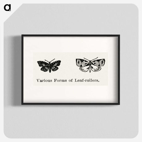 2-2_Moths-and-Butterflies-of-the-United-States_blk