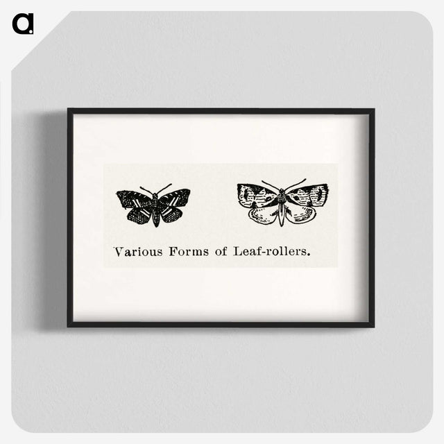 2-2_Moths-and-Butterflies-of-the-United-States_blk