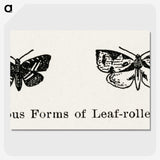 2-2_Moths-and-Butterflies-of-the-United-States_picture-crop