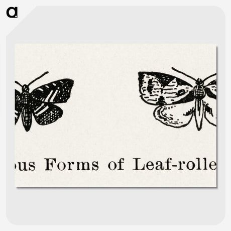 2-2_Moths-and-Butterflies-of-the-United-States_picture-crop