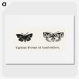 2-2_Moths-and-Butterflies-of-the-United-States_picture