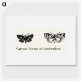 2-2_Moths-and-Butterflies-of-the-United-States_picture
