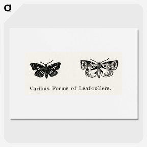 2-2_Moths-and-Butterflies-of-the-United-States_picture