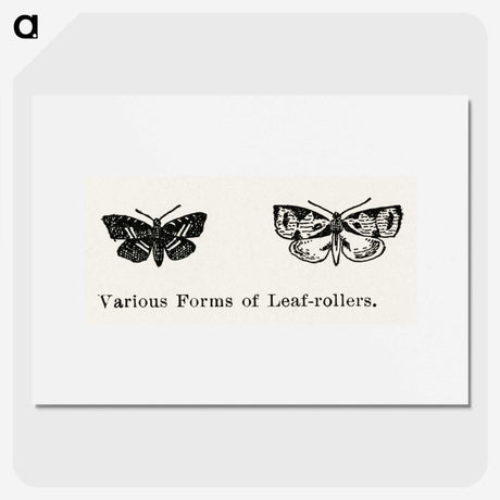 2-2_Moths-and-Butterflies-of-the-United-States_picture
