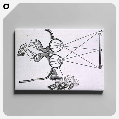 アートパネル-Vision and Visual Perception
 - 国立医学図書館 Canvas.