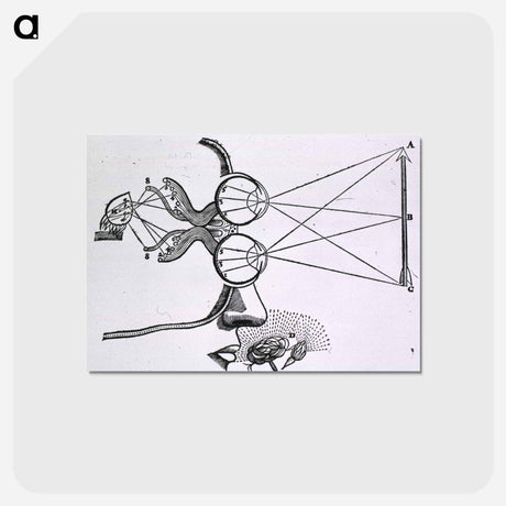 アートポストカード-Vision and Visual Perception
 - 国立医学図書館 Postcard.
