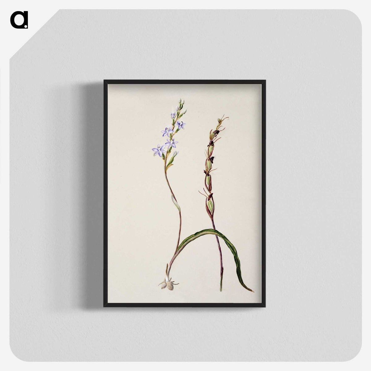 2-2_Native-Flowering-Plants-of-New-Zealand_blk-crop