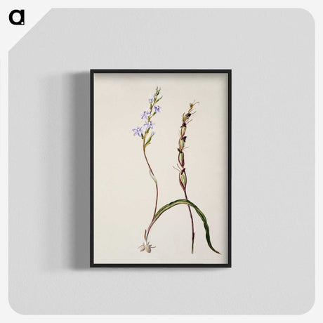 2-2_Native-Flowering-Plants-of-New-Zealand_blk-crop