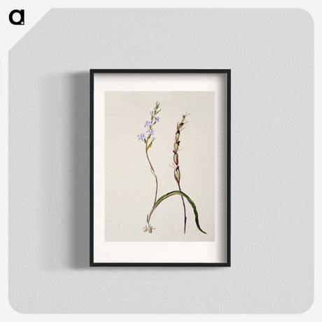 2-2_Native-Flowering-Plants-of-New-Zealand_blk