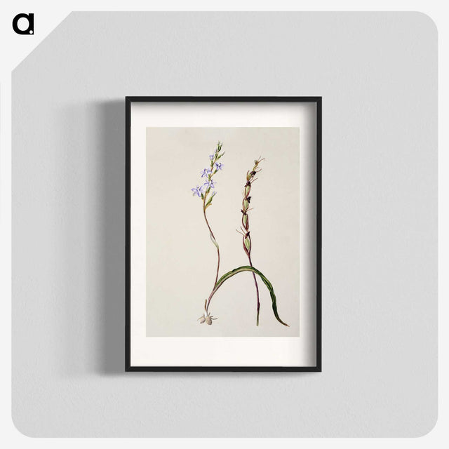 2-2_Native-Flowering-Plants-of-New-Zealand_blk