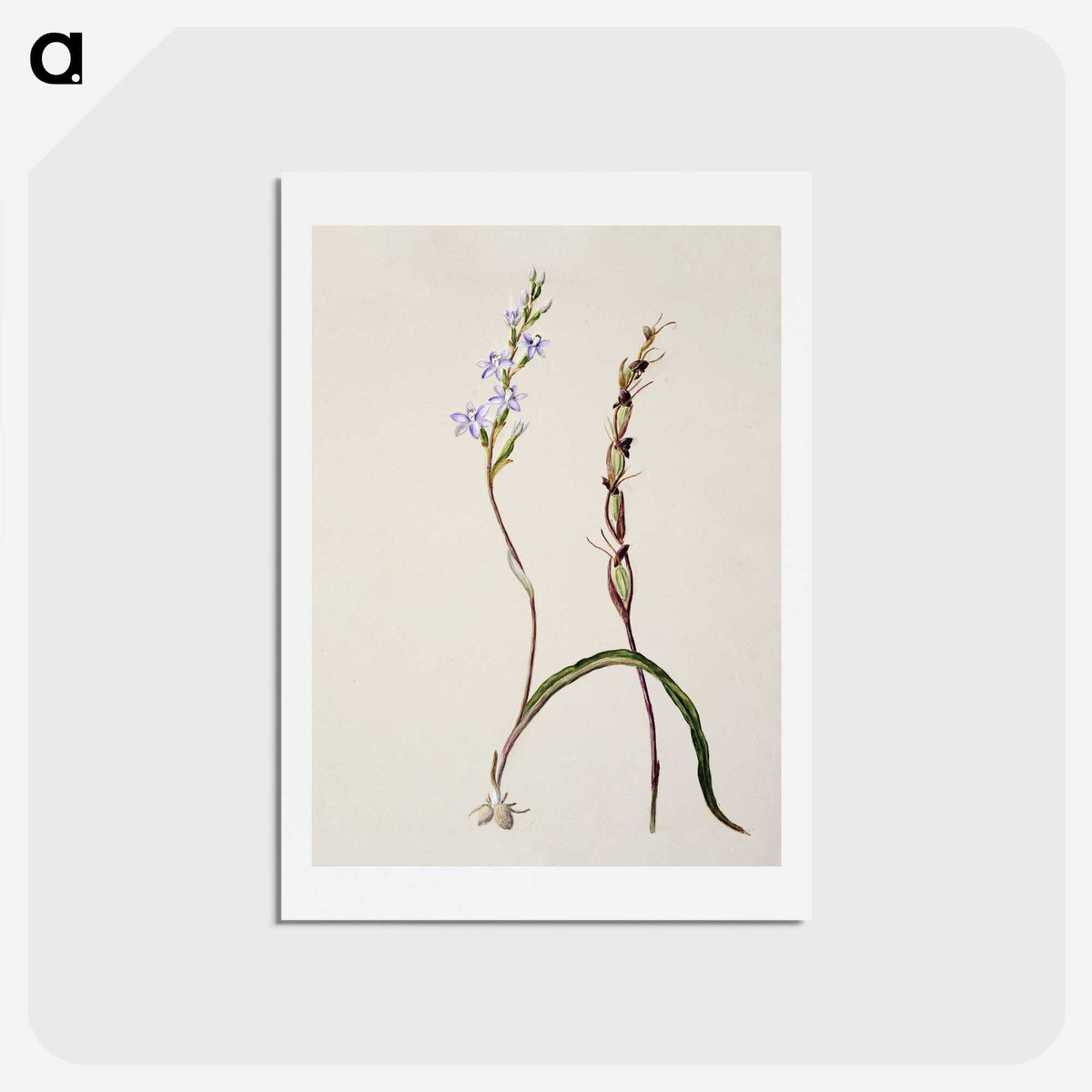 2-2_Native-Flowering-Plants-of-New-Zealand_hagaki