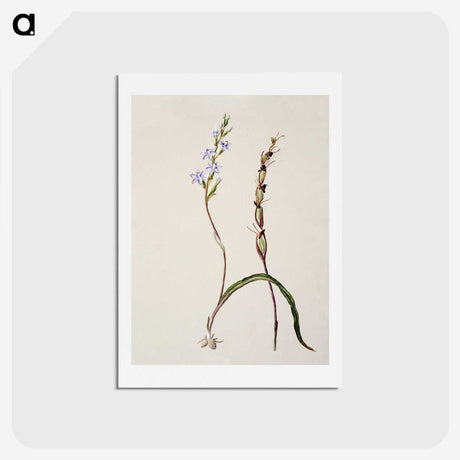 2-2_Native-Flowering-Plants-of-New-Zealand_hagaki