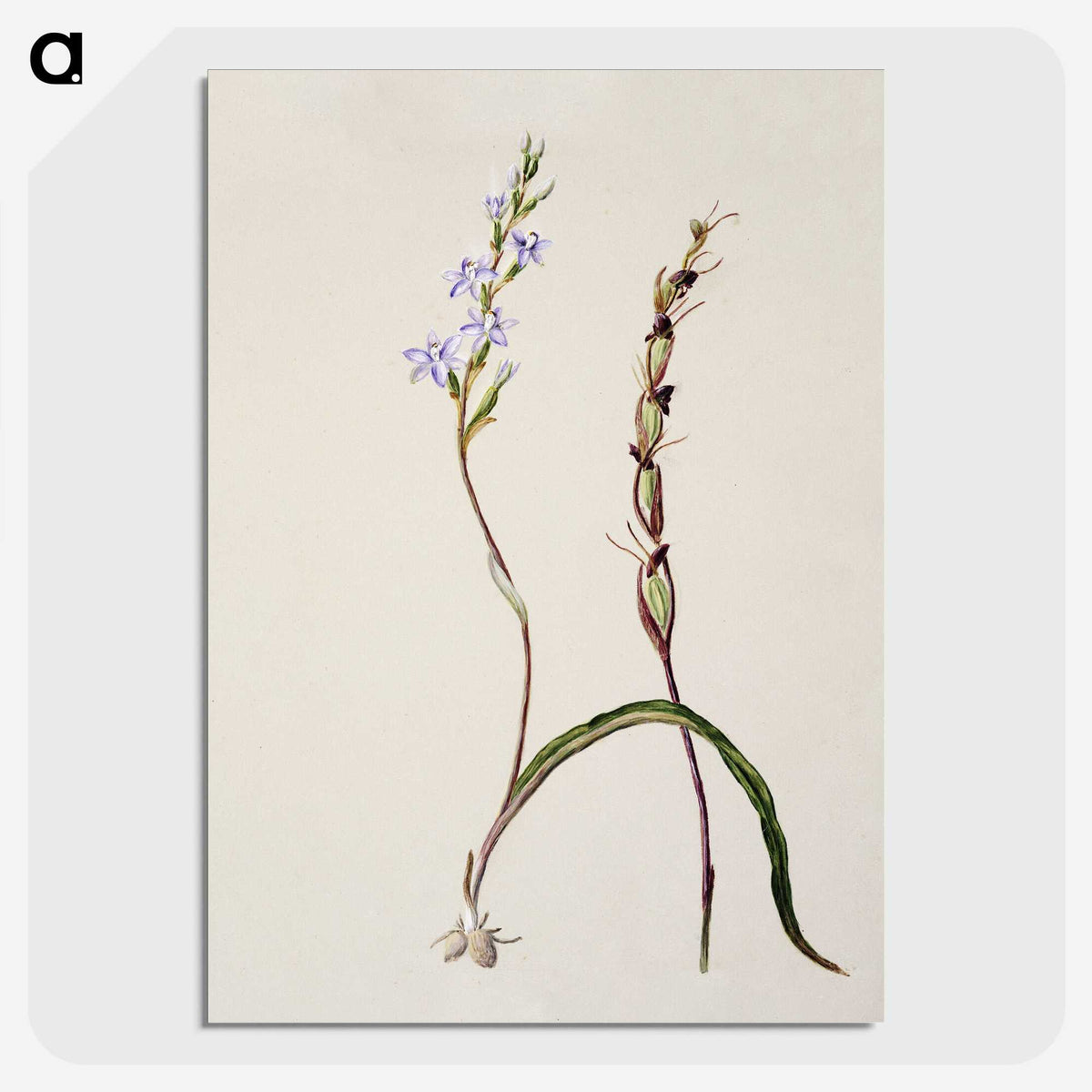 2-2_Native-Flowering-Plants-of-New-Zealand_picture-crop