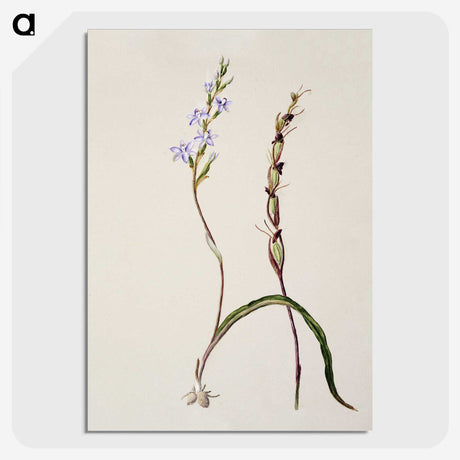 2-2_Native-Flowering-Plants-of-New-Zealand_picture-crop