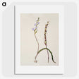 2-2_Native-Flowering-Plants-of-New-Zealand_picture