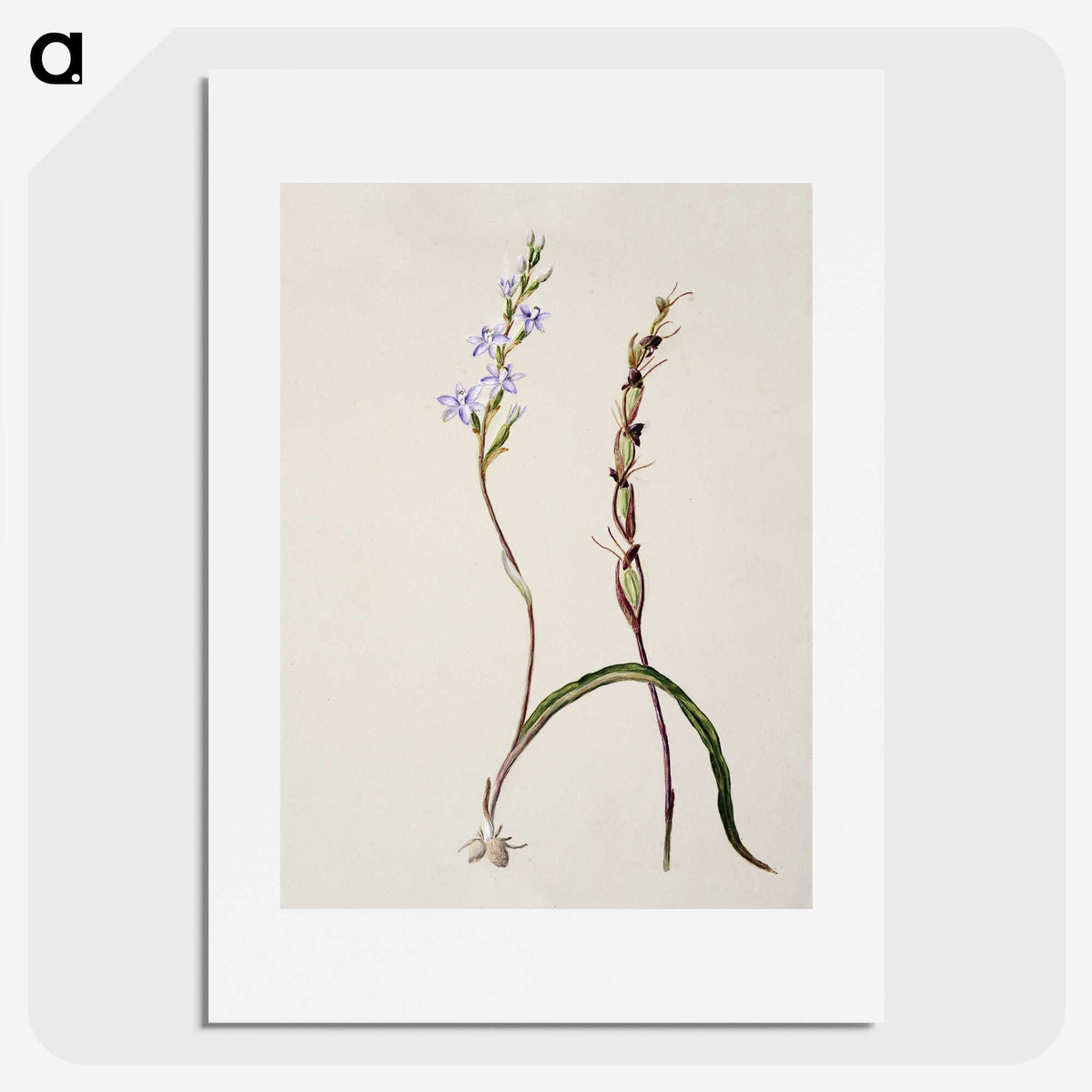 2-2_Native-Flowering-Plants-of-New-Zealand_picture