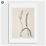 2-2_Native-Flowering-Plants-of-New-Zealand_picture